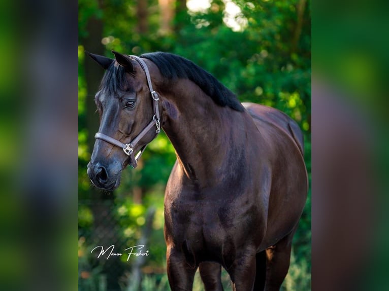 Hanoverian Gelding 9 years 16,2 hh  in Milano
