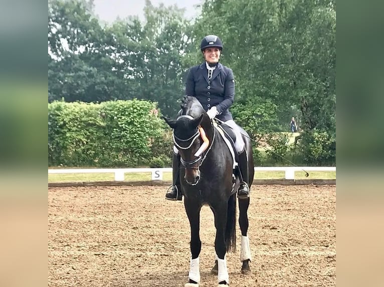 Hanoverian Gelding 9 years 16,2 hh  in Milano