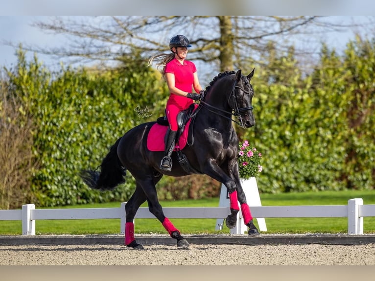 Hanoverian Gelding 9 years 16,2 hh  in Nordenham