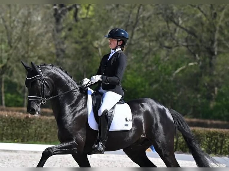 Hanoverian Gelding 9 years 16,2 hh  in Voorburg