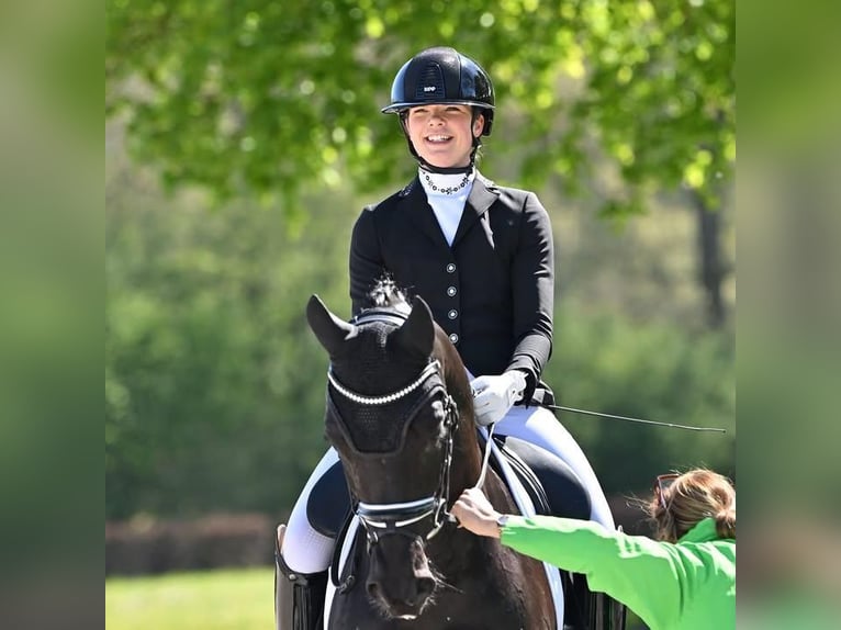 Hanoverian Gelding 9 years 16,2 hh  in Voorburg