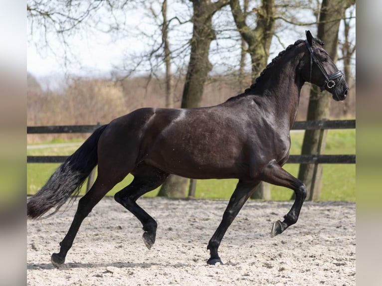 Hanoverian Gelding 9 years 16,2 hh  in Leopoldsburg
