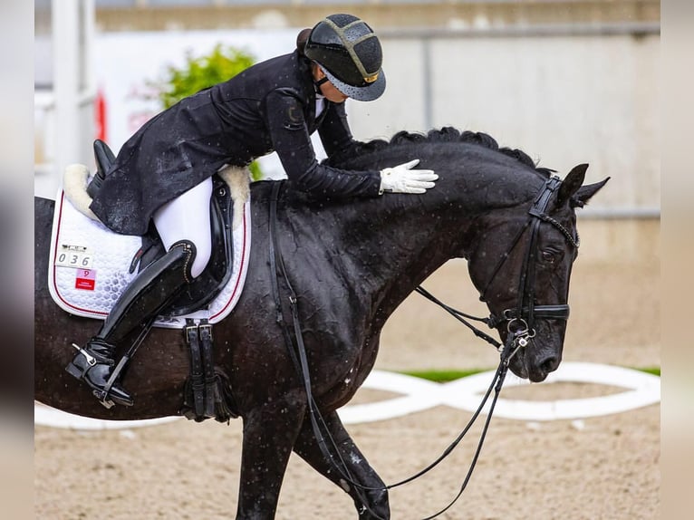 Hanoverian Gelding 9 years 16,2 hh  in Buchholz (Westerwald)