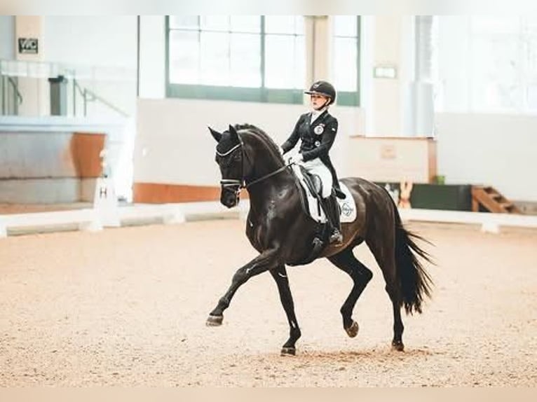 Hanoverian Gelding 9 years 16,2 hh  in Nürnberg