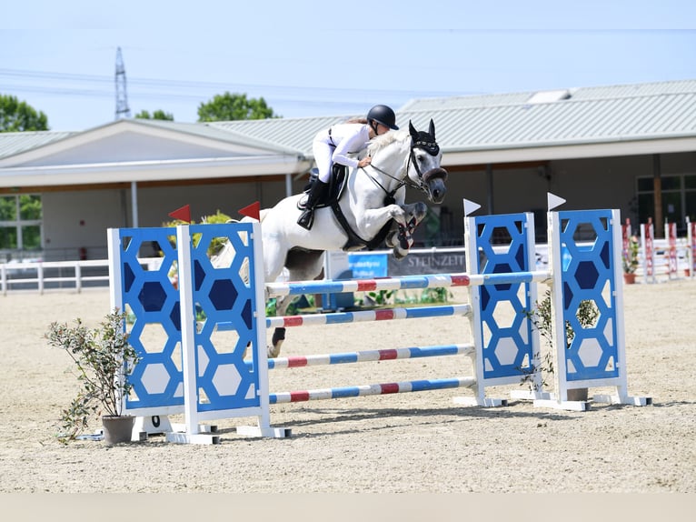 Hanoverian Gelding 9 years 16,2 hh Grey in Tulln