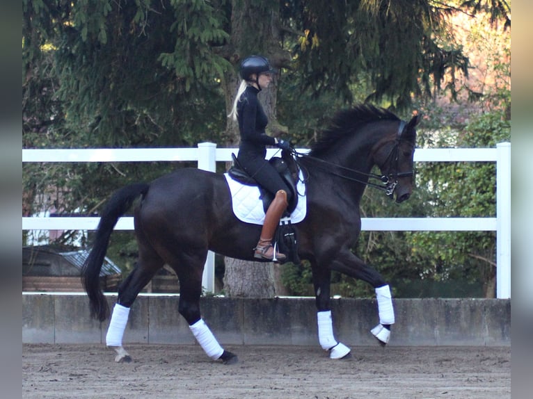 Hanoverian Gelding 9 years 16,2 hh Smoky-Black in Wehrheim