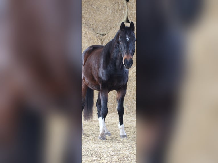 Hanoverian Gelding 9 years 16,2 hh Smoky-Black in Leipzig
