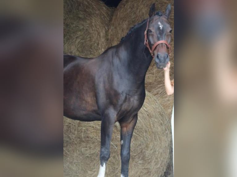 Hanoverian Gelding 9 years 16,2 hh Smoky-Black in Leipzig
