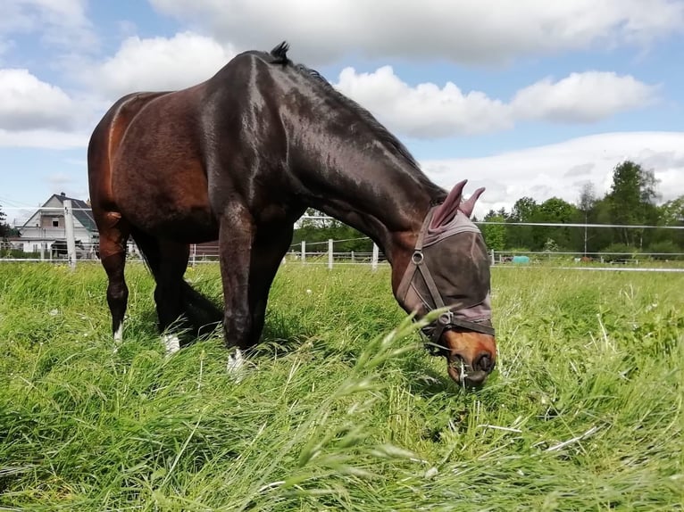 Hanoverian Gelding 9 years 16,2 hh Smoky-Black in Leipzig