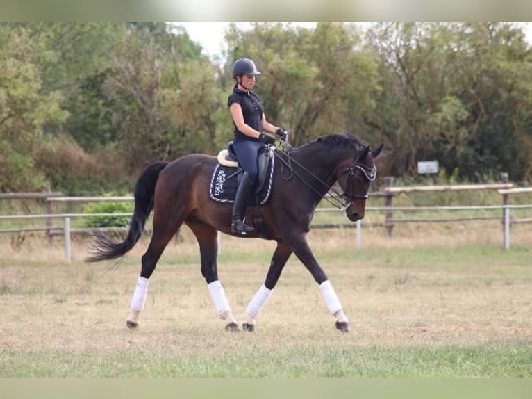 Hanoverian Gelding 9 years 16,2 hh Smoky-Black in Leipzig