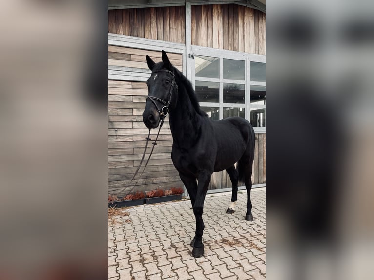 Hanoverian Gelding 9 years 16,2 hh Smoky-Black in Leipzig