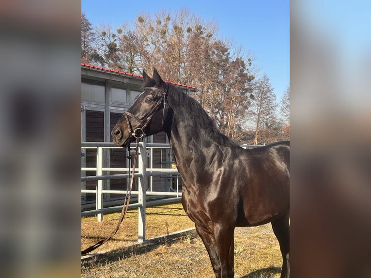 Hanoverian Gelding 9 years 16,2 hh Smoky-Black in Leipzig