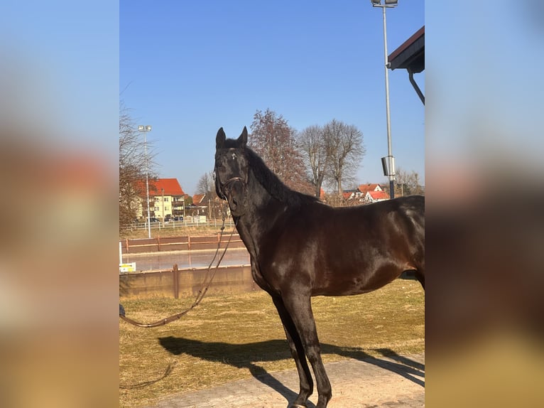 Hanoverian Gelding 9 years 16,2 hh Smoky-Black in Leipzig