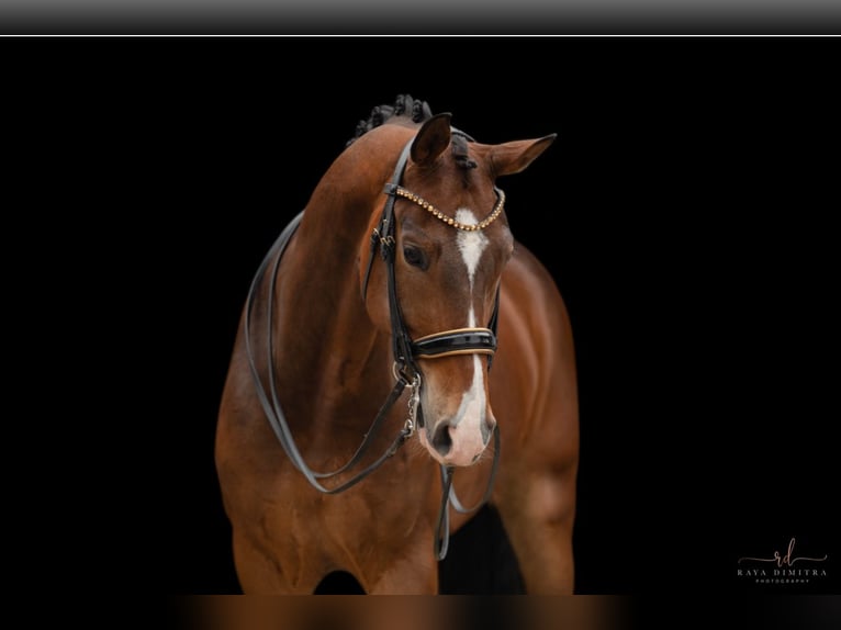 Hanoverian Gelding 9 years 16,3 hh Bay-Dark in Wehringen