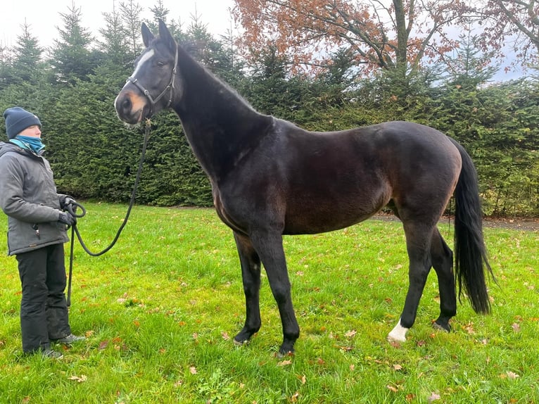 Hanoverian Gelding 9 years 16,3 hh Bay-Dark in Varrel