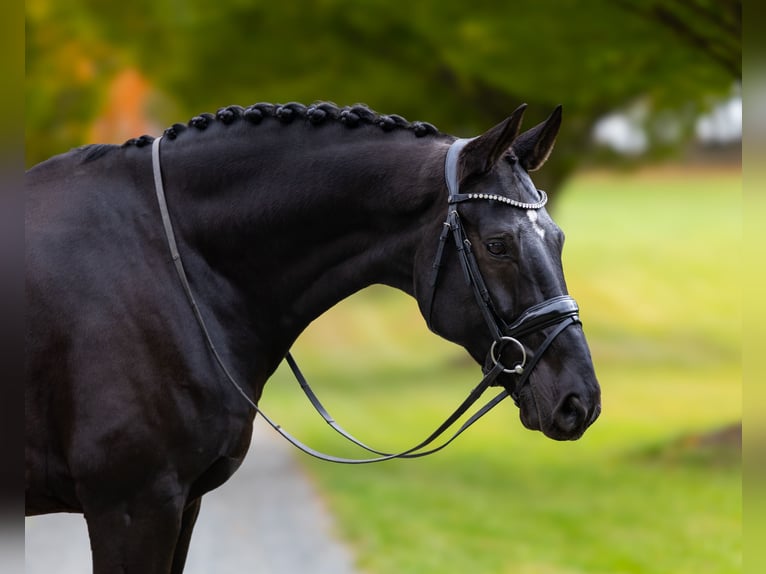 Hanoverian Gelding 9 years 16,3 hh Brown in Califon New Jersey