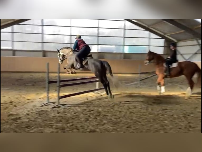 Hanoverian Gelding 9 years 16,3 hh Gray-Dapple in Xanten