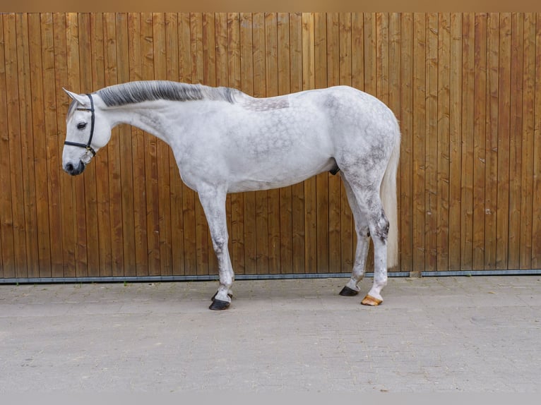 Hanoverian Gelding 9 years 16,3 hh Grey in Ankum