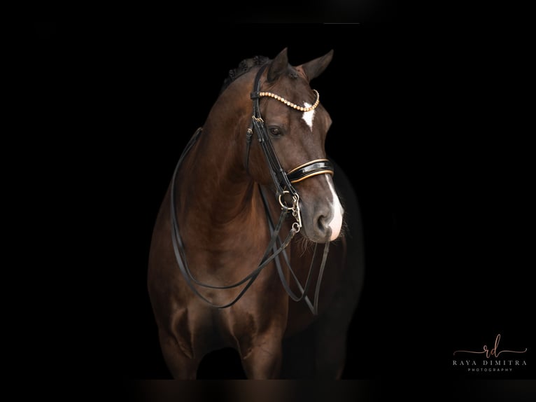 Hanoverian Gelding 9 years 16,3 hh Smoky-Black in Wehringen