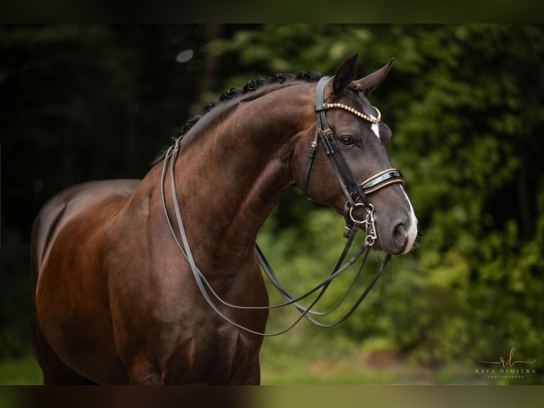 Hanoverian Gelding 9 years 16,3 hh Smoky-Black in Wehringen