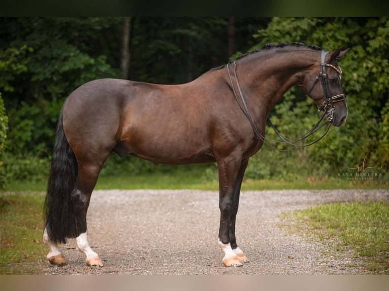 Hanoverian Gelding 9 years 16,3 hh Smoky-Black in Wehringen