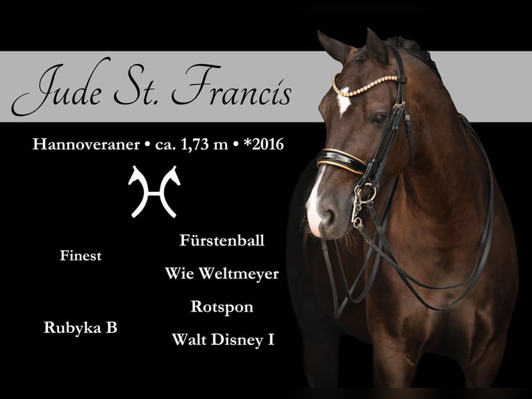 Hanoverian Gelding 9 years 16,3 hh Smoky-Black in Wehringen