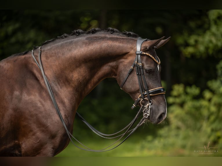 Hanoverian Gelding 9 years 16,3 hh Smoky-Black in Wehringen