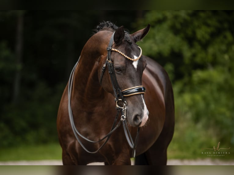 Hanoverian Gelding 9 years 16,3 hh Smoky-Black in Wehringen