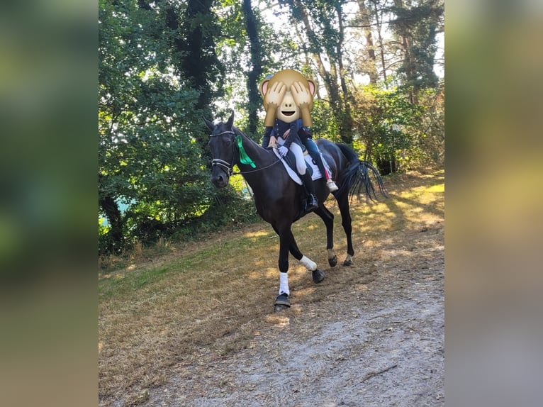 Hanoverian Gelding 9 years 17,1 hh Black in Osterholz-Scharmbeck