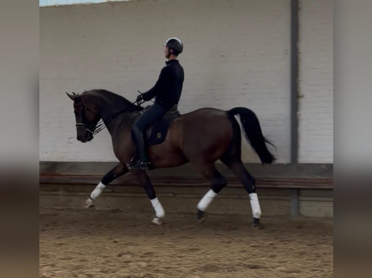 Hanoverian Gelding 9 years 17.1 hh Brown in geldern