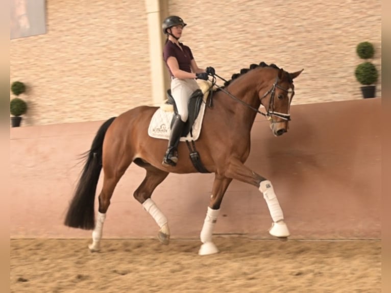Hanoverian Gelding 9 years 17.1 hh Brown in Wehringen