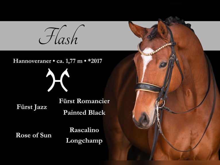 Hanoverian Gelding 9 years 17.1 hh Brown in Wehringen