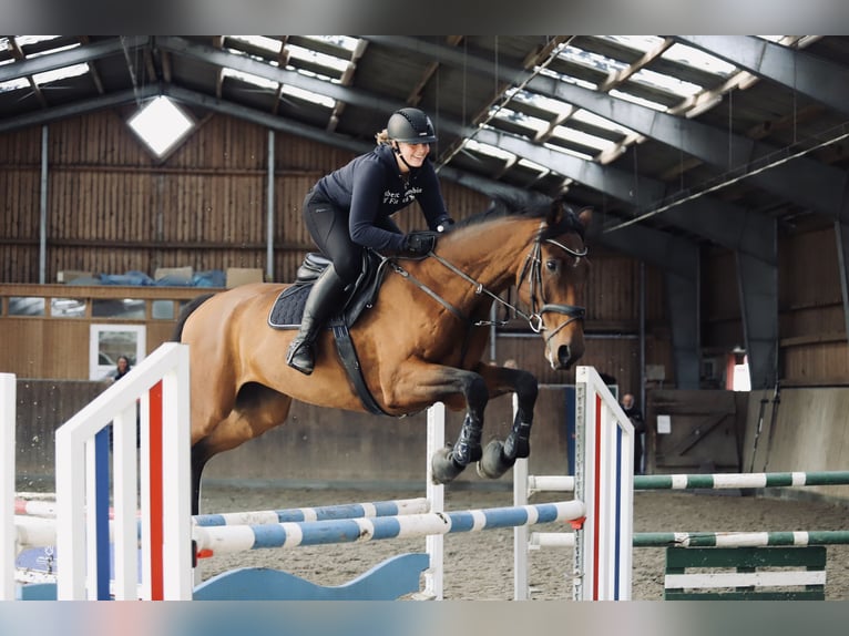 Hanoverian Gelding 9 years 17,1 hh Brown in Fehmarn