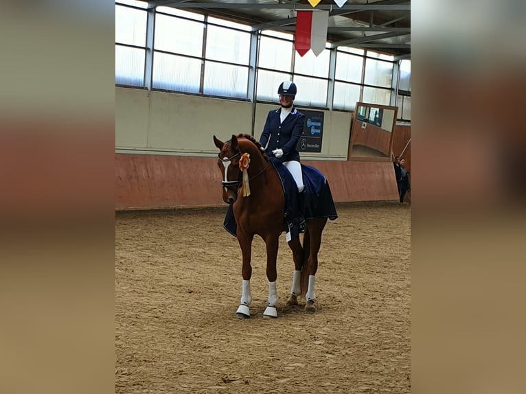 Hanoverian Gelding 9 years 17.1 hh Chestnut-Red in Bad Soden am Taunus