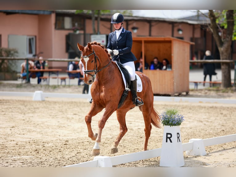 Hanoverian Gelding 9 years 17.1 hh Chestnut-Red in Bad Soden am Taunus