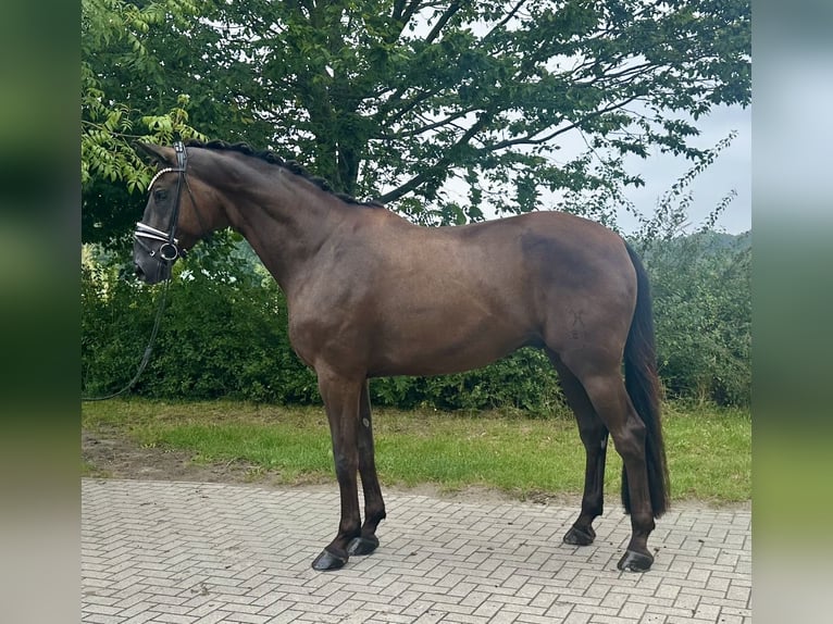 Hanoverian Gelding 9 years 17,1 hh Smoky-Black in Münster