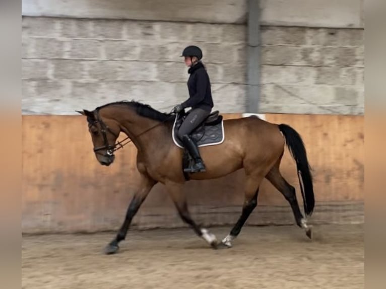 Hanoverian Gelding 9 years 17.2 hh Brown in Schneverdingen