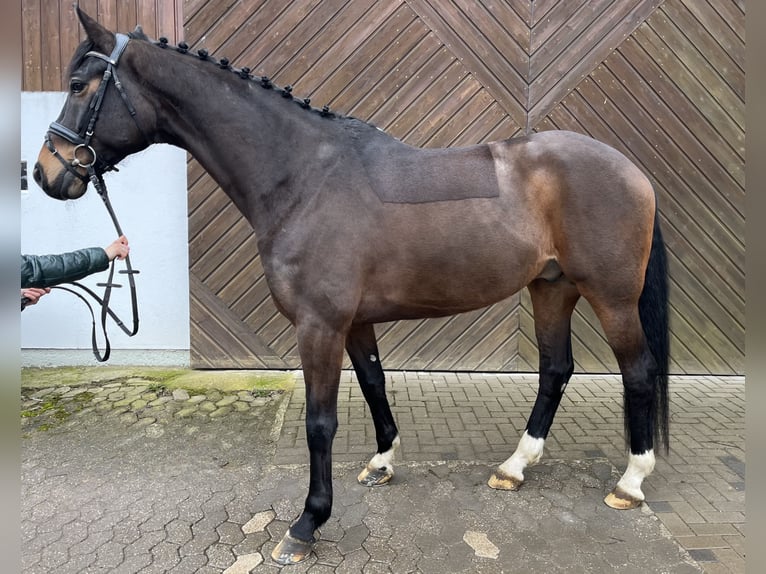 Hanoverian Gelding 9 years 17 hh Bay-Dark in Mettmann
