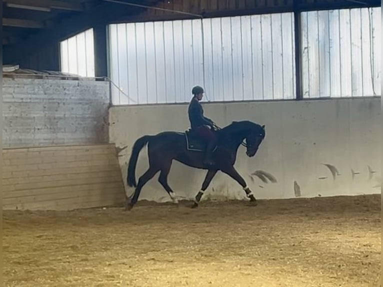 Hanoverian Gelding 9 years 17 hh Bay-Dark in Pelmberg