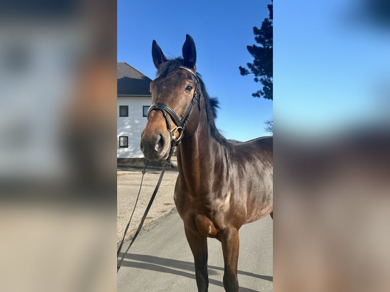 Hanoverian Gelding 9 years 17 hh Bay-Dark in Pelmberg