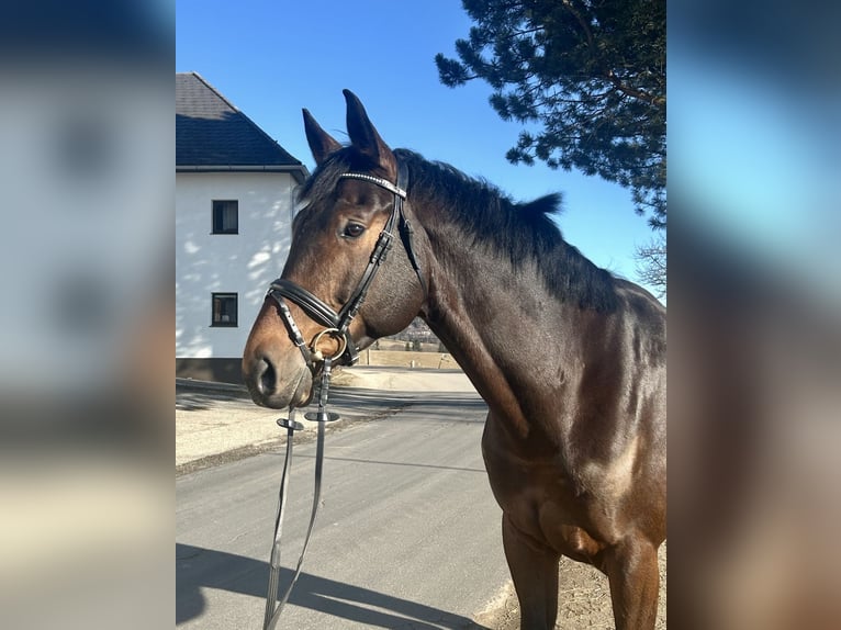 Hanoverian Gelding 9 years 17 hh Bay-Dark in Pelmberg