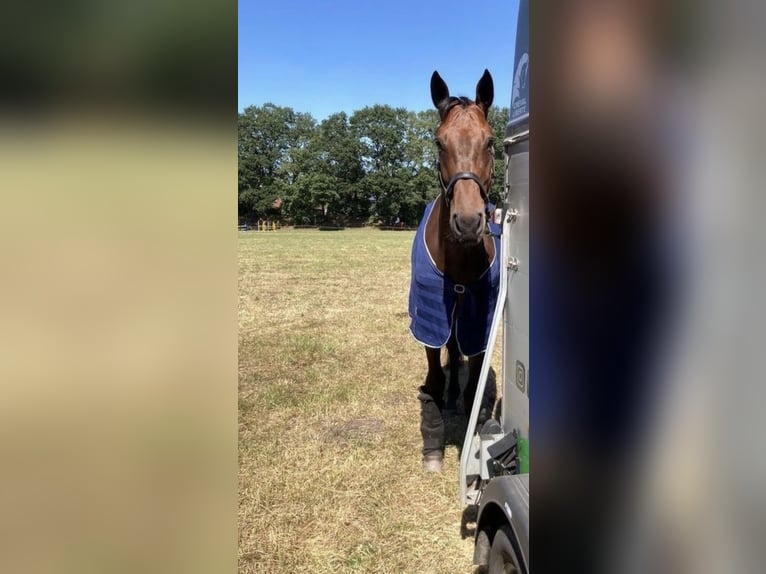 Hanoverian Gelding 9 years 17 hh Bay-Dark in Aurich
