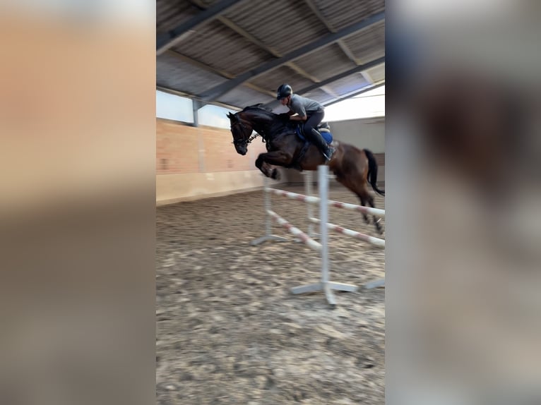 Hanoverian Gelding 9 years 17 hh Bay-Dark in Aurich