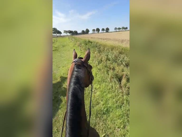 Hanoverian Gelding 9 years 17 hh Bay-Dark in Aurich