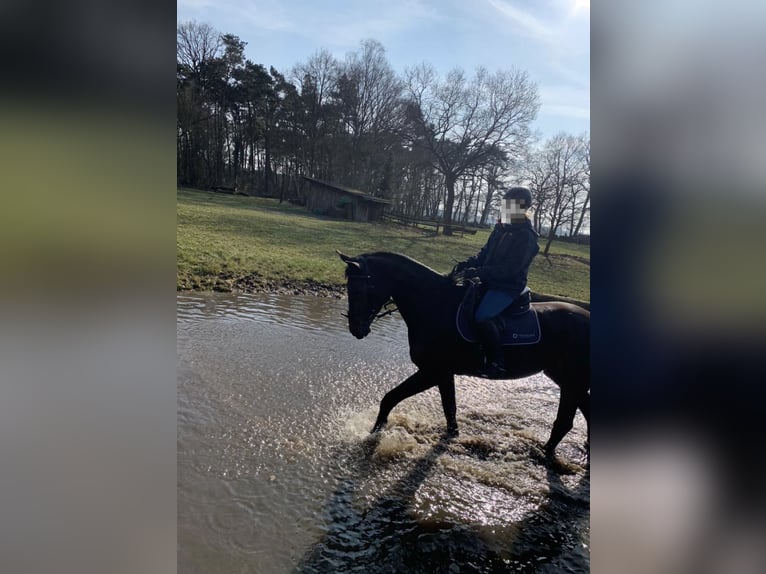 Hanoverian Gelding 9 years 17 hh Bay-Dark in Aurich
