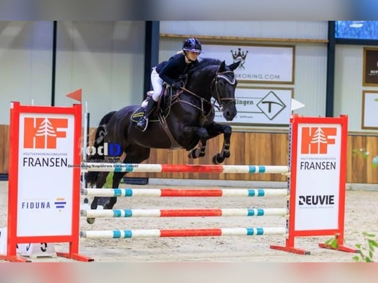 Hanoverian Gelding 9 years 17 hh Black in Werdohl