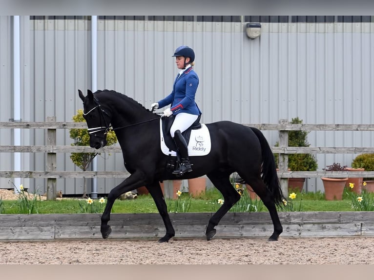 Hanoverian Gelding 9 years 17 hh Black in Werdohl