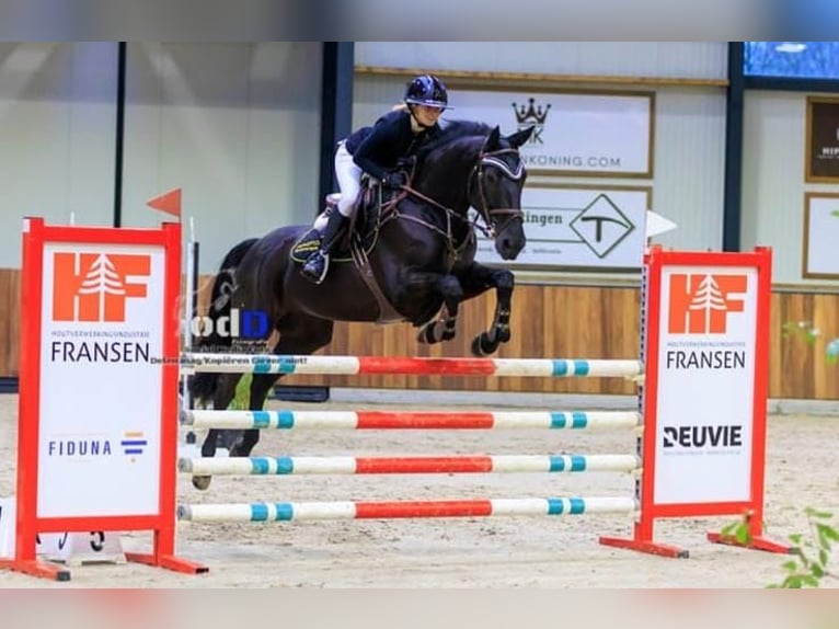 Hanoverian Gelding 9 years 17 hh Black in Werdohl