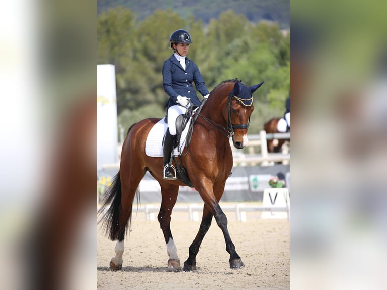 Hanoverian Gelding 9 years 17 hh Brown in St remy de provence