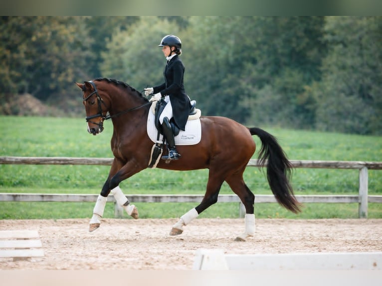 Hanoverian Gelding 9 years 17 hh Brown in St Remy de Provence